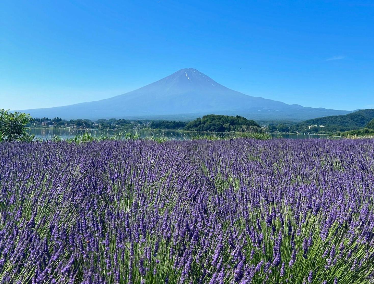 Fuji Fumoto Forest Hotspring ふもとの森温泉 Fujikawaguchiko Dış mekan fotoğraf